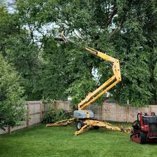 Professional Tree Removal and Landscaping Services in Waverly, NY